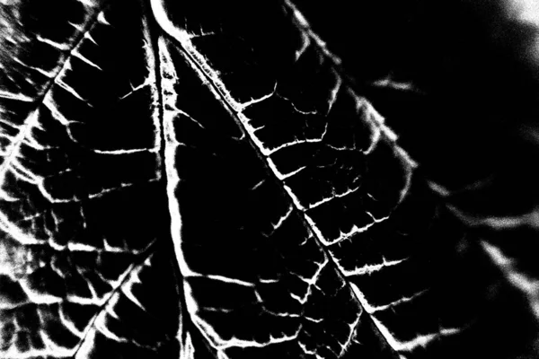 Abstraktní Pozadí Monochromní Textura Černobílé Texturované Pozadí — Stock fotografie