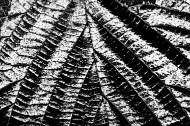 Soyut arkaplan. Monokrom dokusu. Siyah ve beyaz desenli arkaplan. 