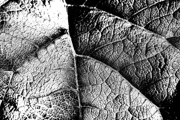 Abstracte Achtergrond Monochrome Textuur Beeld Met Inbegrip Van Effect Zwart — Stockfoto