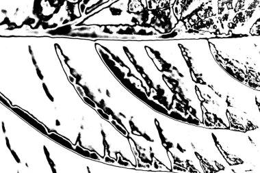 Soyut arkaplan. Monokrom dokusu. Siyah ve beyaz desenli arkaplan. 