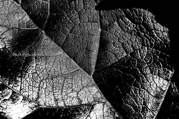 Abstracte Achtergrond Monochrome Textuur Zwart Wit Textuur Achtergrond — Stockfoto