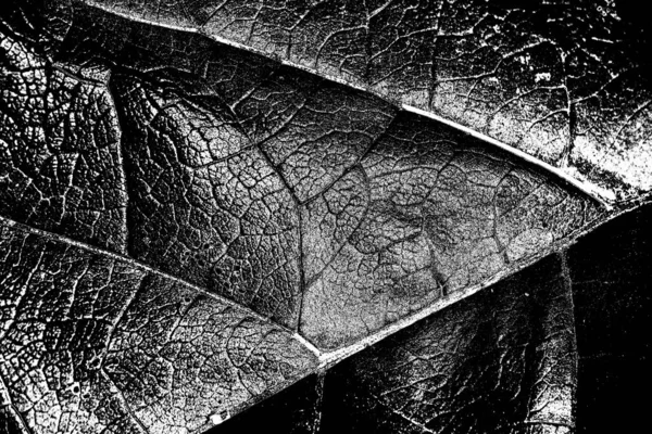 Contexte Abstrait Texture Monochrome Fond Texturé Noir Blanc — Photo