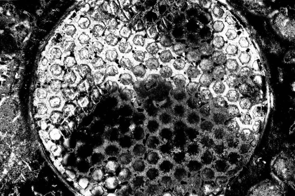 Абстрактный Фон Монохромная Текстура Черно Белый Текстурированный Фон — стоковое фото