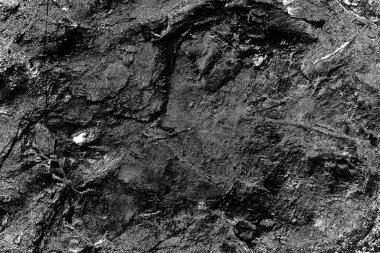 Soyut arkaplan. Monokrom dokusu. Siyah ve beyaz desenli arkaplan. 