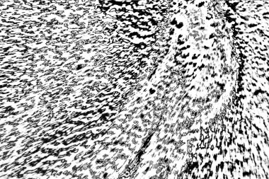 Soyut arkaplan. Monokrom dokusu. Siyah ve beyaz desenli arkaplan. 