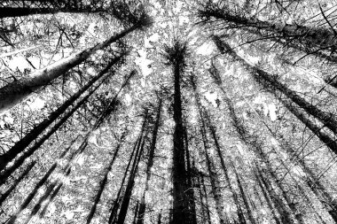 Soyut arkaplan. Monokrom dokusu. Siyah ve beyaz desenli arkaplan. 