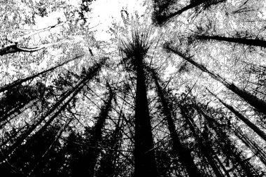 Soyut arkaplan. Monokrom dokusu. Siyah ve beyaz desenli arkaplan. 