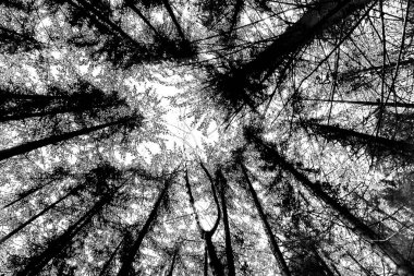 Soyut arkaplan. Monokrom dokusu. Siyah ve beyaz desenli arkaplan. 