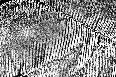 Soyut arkaplan. Monokrom dokusu. Siyah ve beyaz desenli arkaplan.     