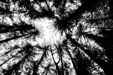 Soyut arkaplan. Monokrom dokusu. Siyah ve beyaz desenli arkaplan. 