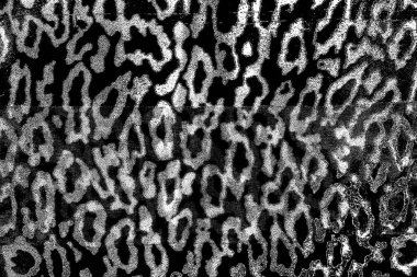 Soyut siyah beyaz arkaplan. Monokrom dokusu