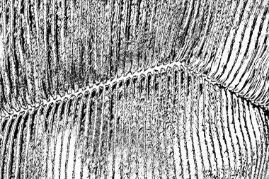 Soyut arkaplan. Monokrom dokusu. Siyah ve beyaz desenli arkaplan. 