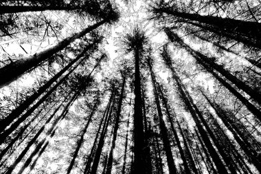 Soyut arkaplan. Monokrom dokusu. Siyah ve beyaz desenli arkaplan. 