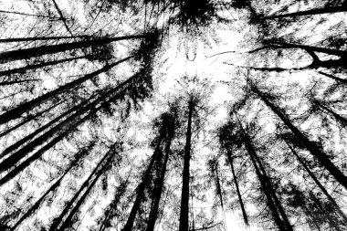 Soyut arkaplan. Monokrom dokusu. Siyah ve beyaz desenli arkaplan. 