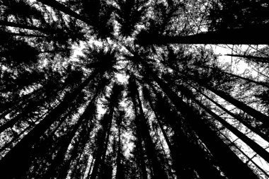 Soyut arkaplan. Monokrom dokusu. Siyah ve beyaz desenli arkaplan. 