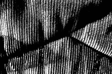 Soyut arkaplan. monokrom dokusu. resim siyah ve beyaz tonları içerir.