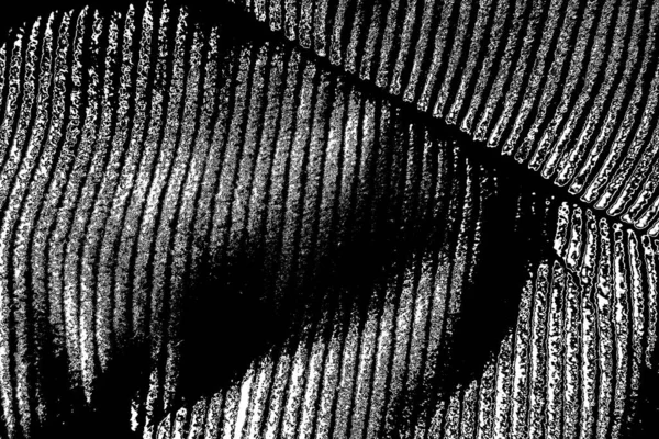 Soyut arkaplan. monokrom dokusu. resim siyah ve beyaz tonları içerir.