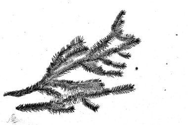 Soyut arkaplan. Monokrom dokusu. Siyah ve beyaz desenli arkaplan. 