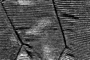 Soyut arkaplan. Monokrom dokusu. Siyah ve beyaz desenli arkaplan. 