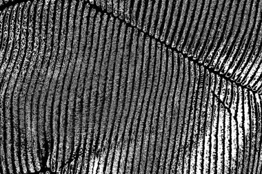 Soyut arkaplan. Monokrom dokusu. Siyah ve beyaz desenli arkaplan. 