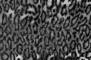 Soyut arkaplan. Monokrom dokusu. Siyah ve beyaz desenli arkaplan. 