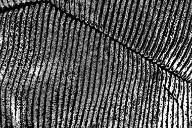 Soyut arkaplan. Monokrom dokusu. Siyah ve beyaz desenli arkaplan. 