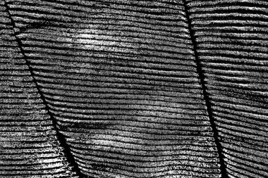 Soyut arkaplan. Monokrom dokusu. Siyah ve beyaz desenli arkaplan. 