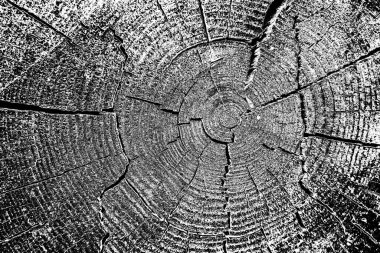 Ahşap doku siyah beyaz arkaplan