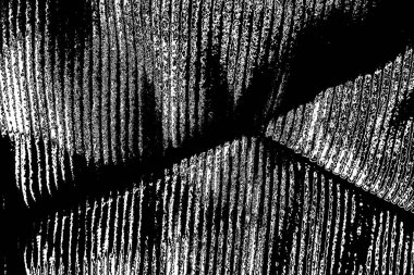 Soyut arkaplan. Monokrom dokusu. Siyah ve beyaz desenli arkaplan. 