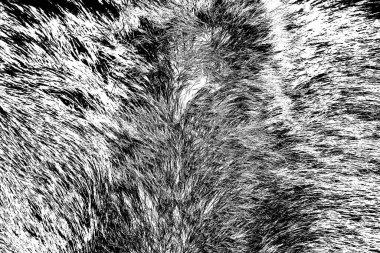 Yaban domuzu kürküne yakın, vahşi hayvan.