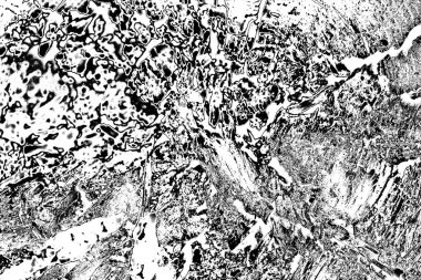 Çürümüş ağaç, kapat.