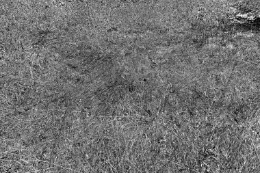 İlkbaharda ormanın kenarında kuru otlar. Transcarpathia