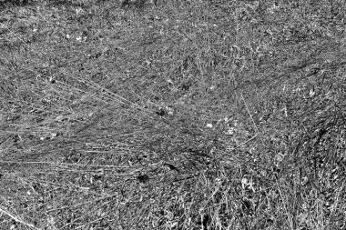 İlkbaharda ormanın kenarında kuru otlar. Transcarpathia