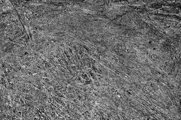 Trockenes Gras Frühling Waldrand Transkarpatien — Stockfoto