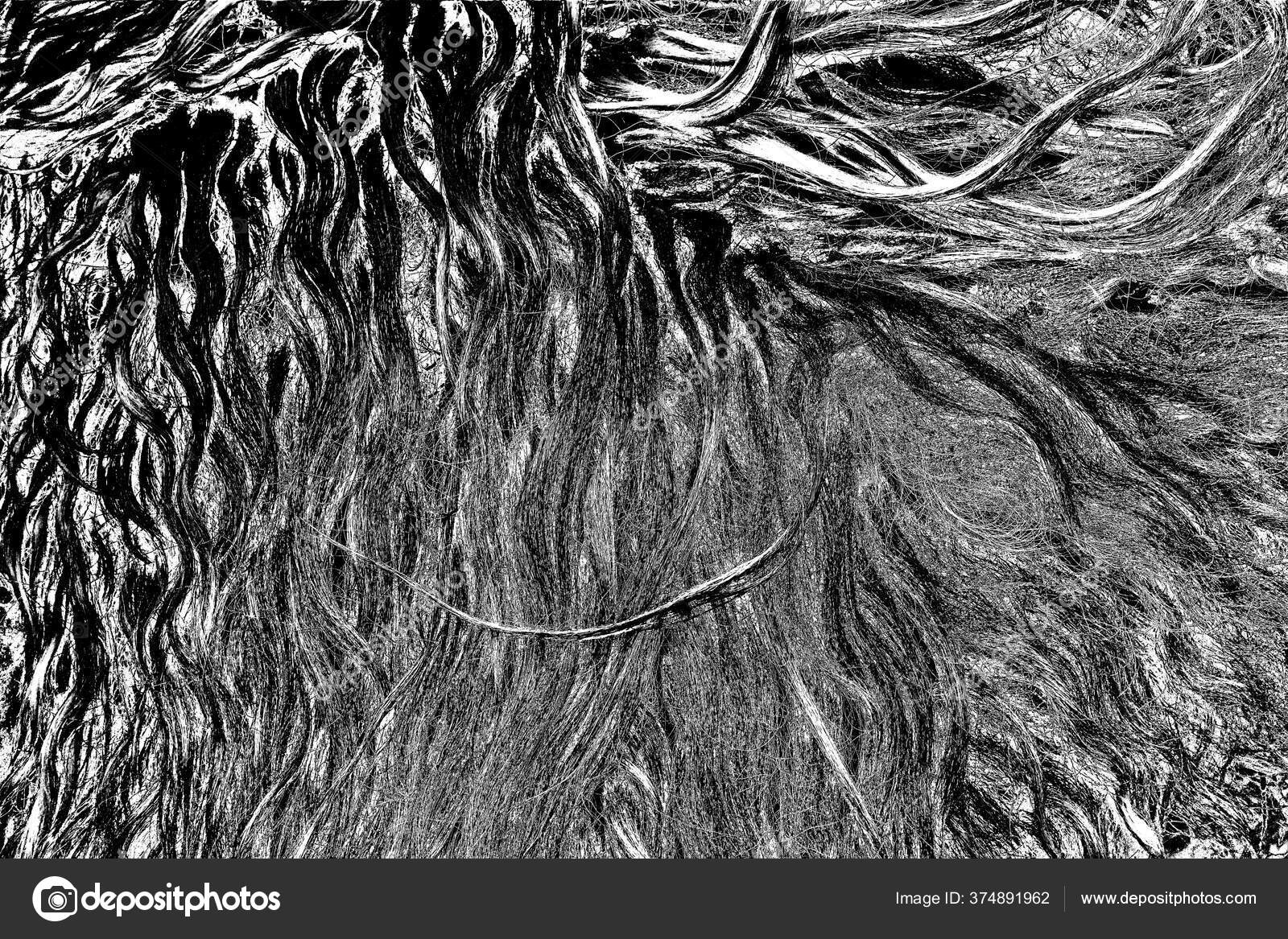 Sheep Wool Processing ??? Stock Photo ?? ivanvbtv 374891962