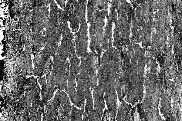 Corteccia Una Quercia — Foto Stock