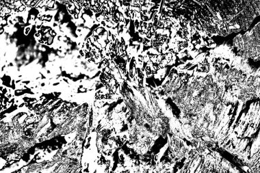 Çürümüş ağaç, kapat.