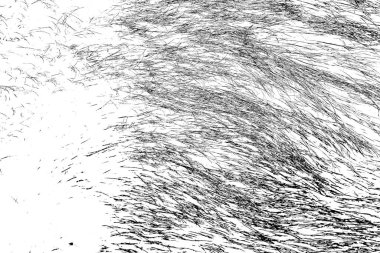 Yaban domuzu kürküne yakın, vahşi hayvan.