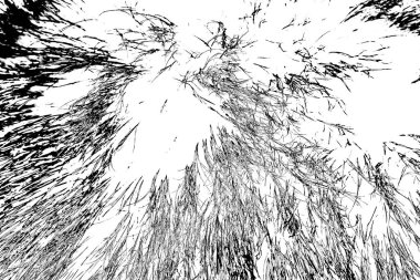 Yaban domuzu kürküne yakın, vahşi hayvan.