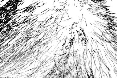 Yaban domuzu kürküne yakın, vahşi hayvan.