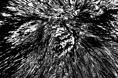 Yaban domuzu kürküne yakın, vahşi hayvan.