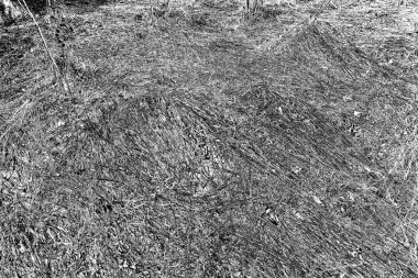 İlkbaharda ormanın kenarında kuru otlar. Transcarpathia