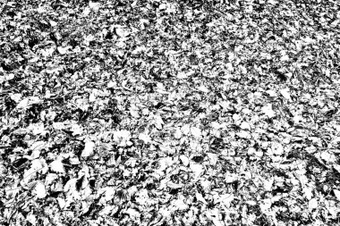 Yere düşen sarı yapraklar