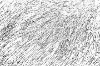 Yaban domuzu kürküne yakın, vahşi hayvan.