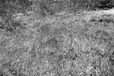 İlkbaharda ormanın kenarında kuru otlar. Transcarpathia