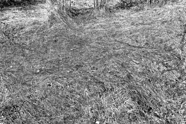 İlkbaharda ormanın kenarında kuru otlar. Transcarpathia