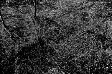 İlkbaharda ormanın kenarında kuru otlar. Transcarpathia