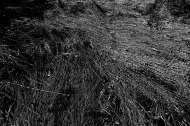 İlkbaharda ormanın kenarında kuru otlar. Transcarpathia