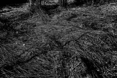 İlkbaharda ormanın kenarında kuru otlar. Transcarpathia