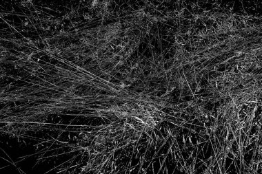 İlkbaharda ormanın kenarında kuru otlar. Transcarpathia